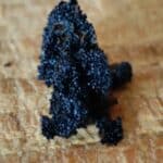 Vanille de Ceylan (Sri Lanka) 1 gousse (4g)