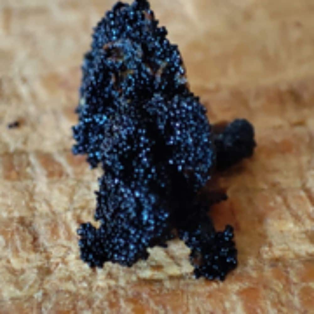 Vanille de Ceylan (Sri Lanka) 1 gousse (4g)