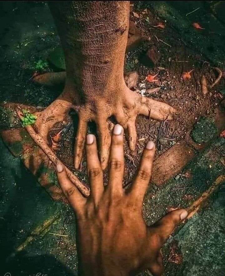 mains à la terre, racines de l'arbre, méditation