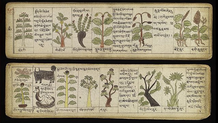 Planche du Béryl Bleu illustrant des plantes médicinales utilisées dans la pratique de Sowa Rigpa, la médecine traditionnelle tibétaine.