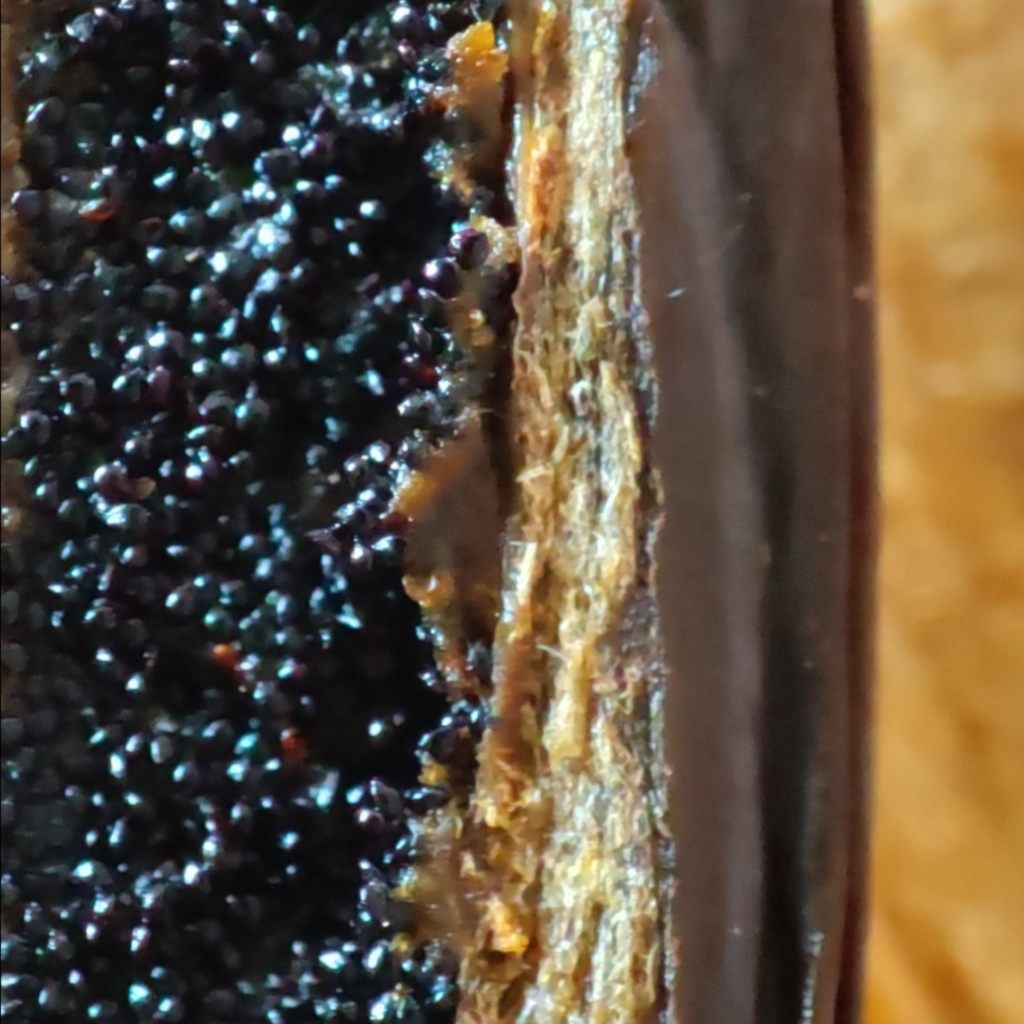 Vanille de Ceylan catégorie A, bonne densité de grains