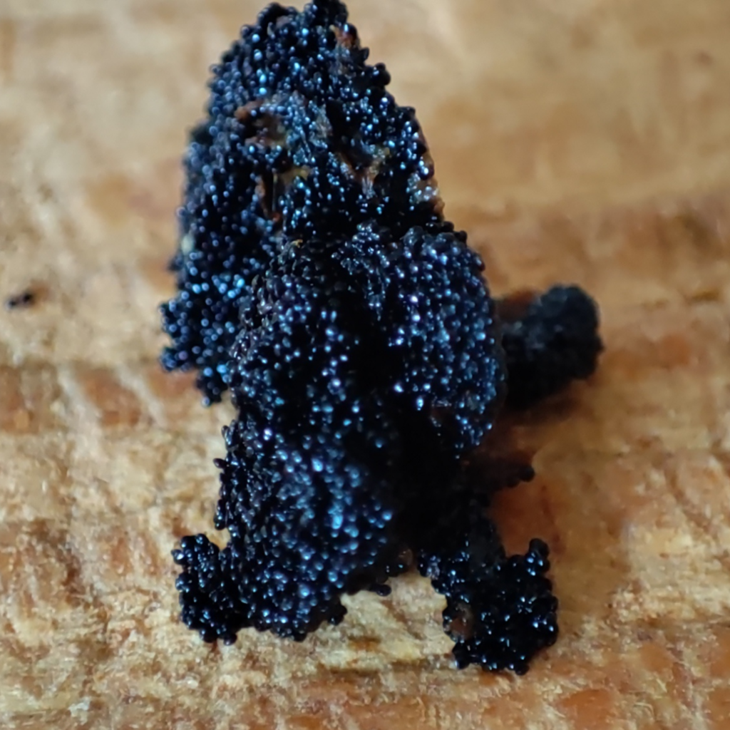 Vanille de Ceylan (Sri Lanka), gousse 4g