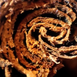 Véritable bâton de cannelle de Ceylan (Sri Lanka)
